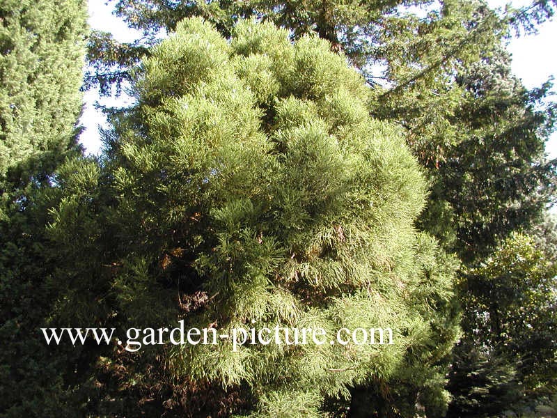 Cryptomeria japonica 'Spiraliter Falcata'