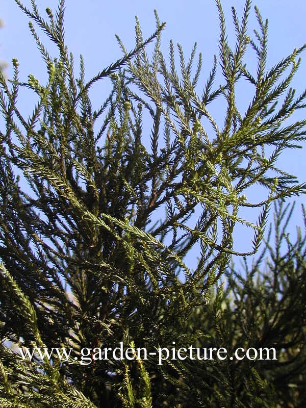 Cryptomeria japonica 'Spiraliter Falcata'