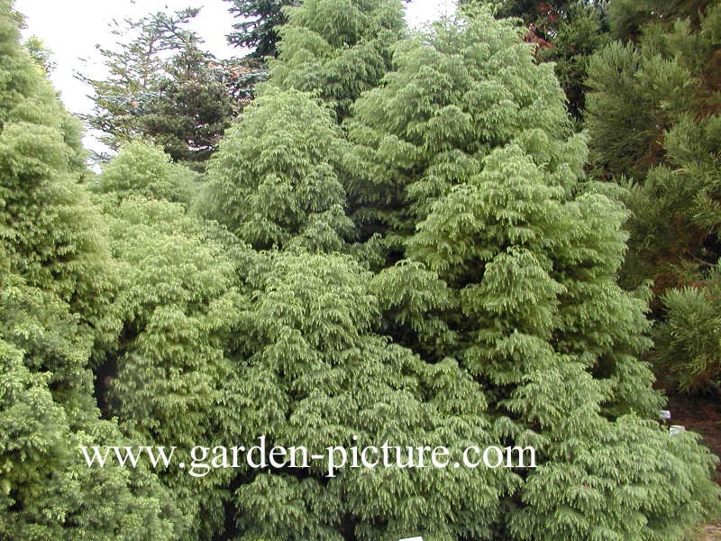 Cryptomeria japonica 'Elegans Viridis'