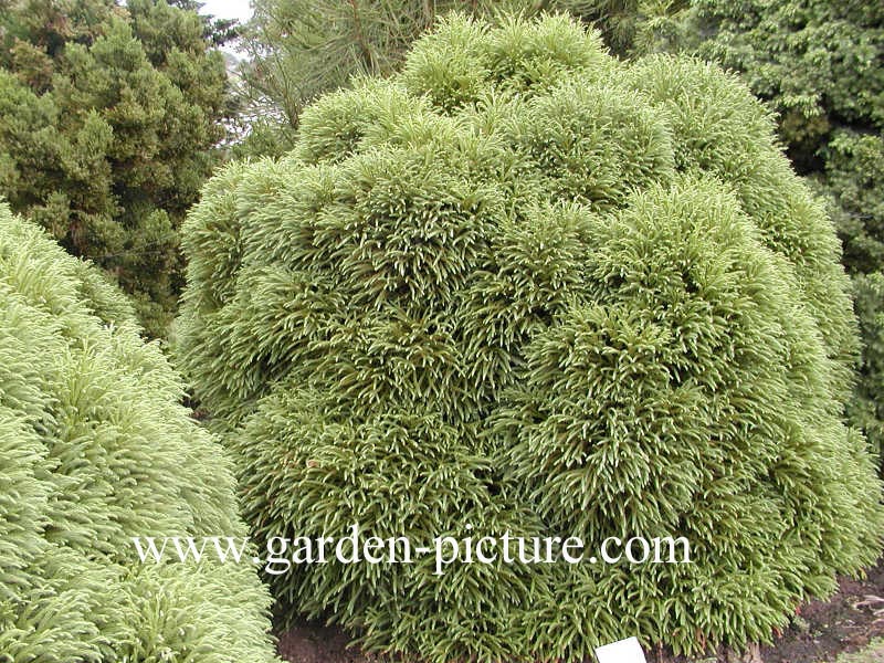 Cryptomeria japonica 'Globosa Nana'