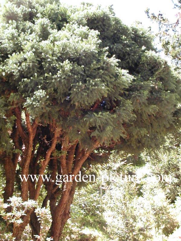 Cryptomeria japonica 'Globosa Nana'