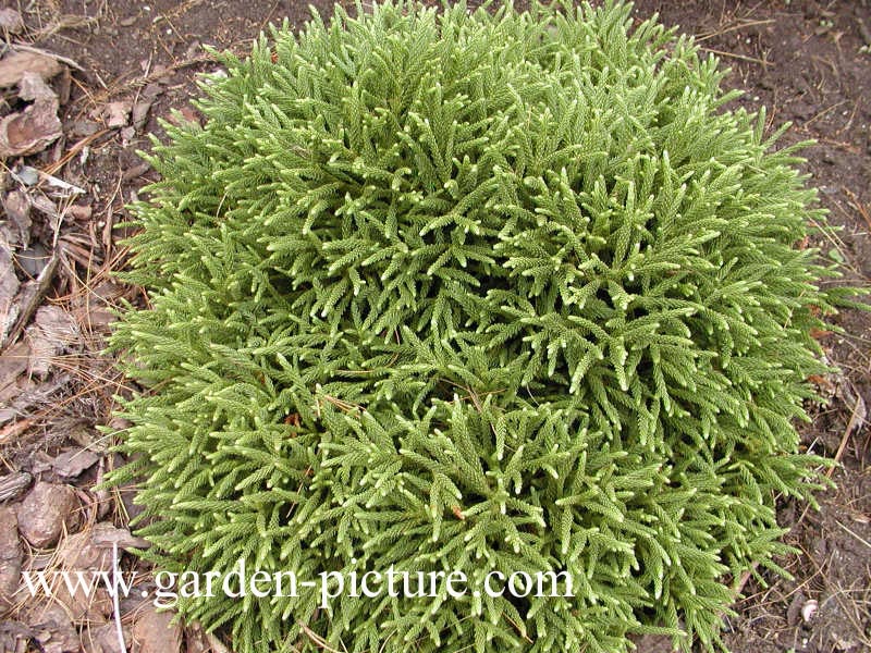 Cryptomeria japonica 'Little Champion'