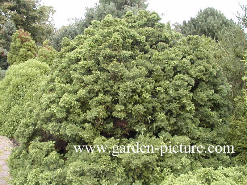 Cryptomeria japonica 'Monstrosa'