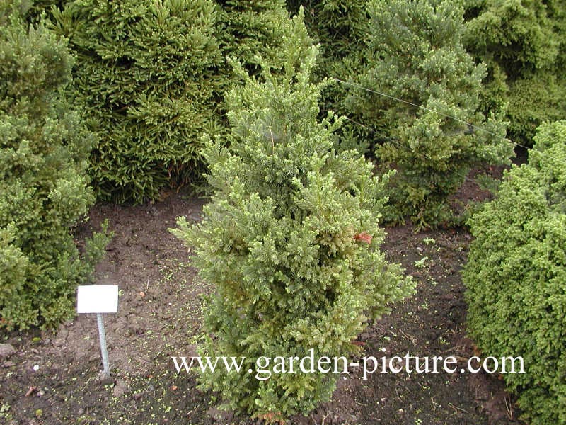 Cryptomeria japonica 'Pipo'