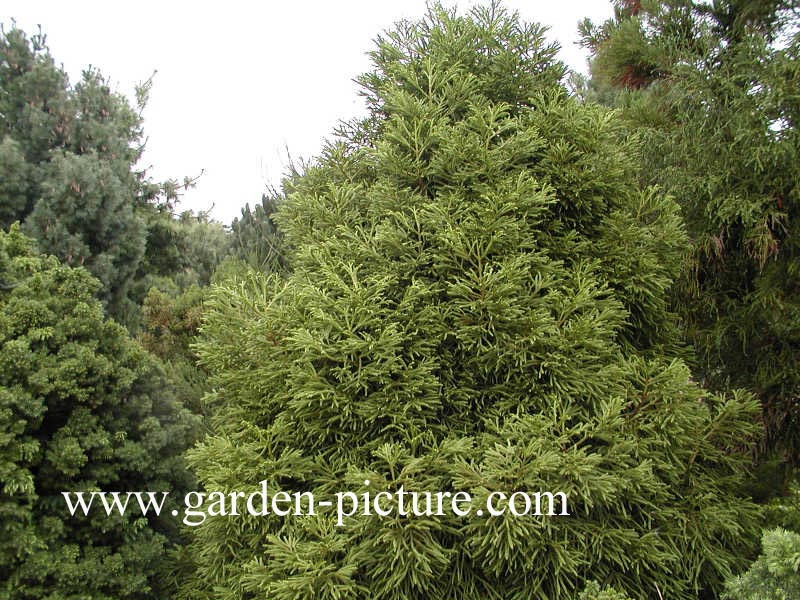 Cryptomeria japonica 'Spiralis'