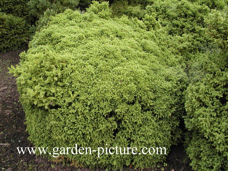 Cryptomeria japonica 'Vilmoriniana'