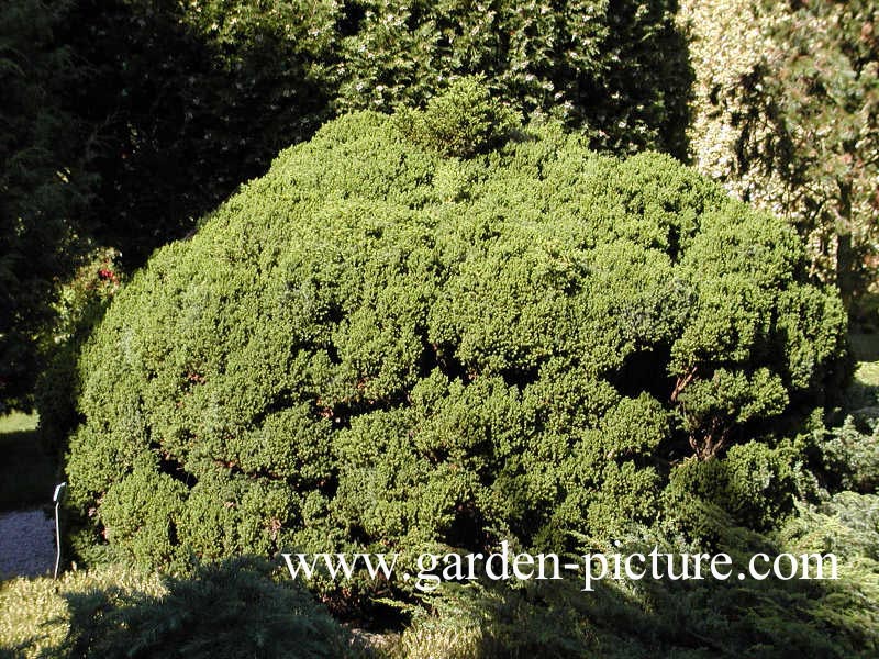 Cryptomeria japonica 'Vilmoriniana'