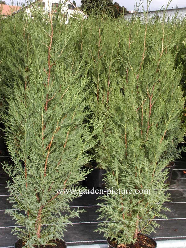 kran Alfabet besøgende Picture and description of Cupressocyparis leylandii 'Blue Jeans'