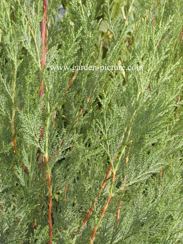 Cupressocyparis leylandii 'Blue Jeans'