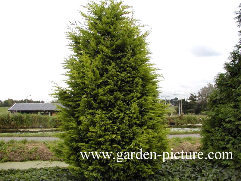 Cupressocyparis leylandii 'Castlewellan'