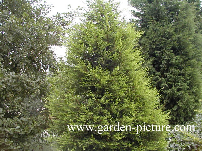 Cupressocyparis leylandii 'Castlewellan'