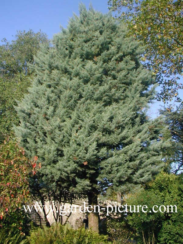 Cupressus arizonica 'Glauca'