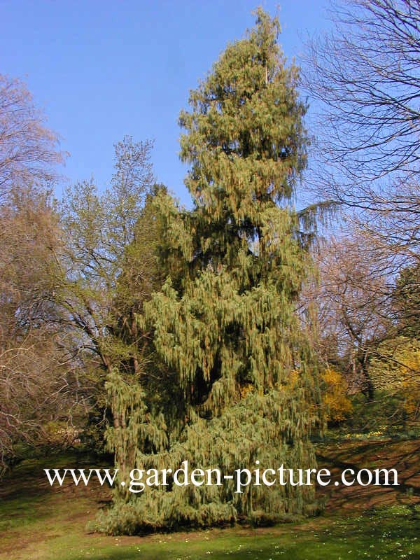 Cupressus cashmiriana