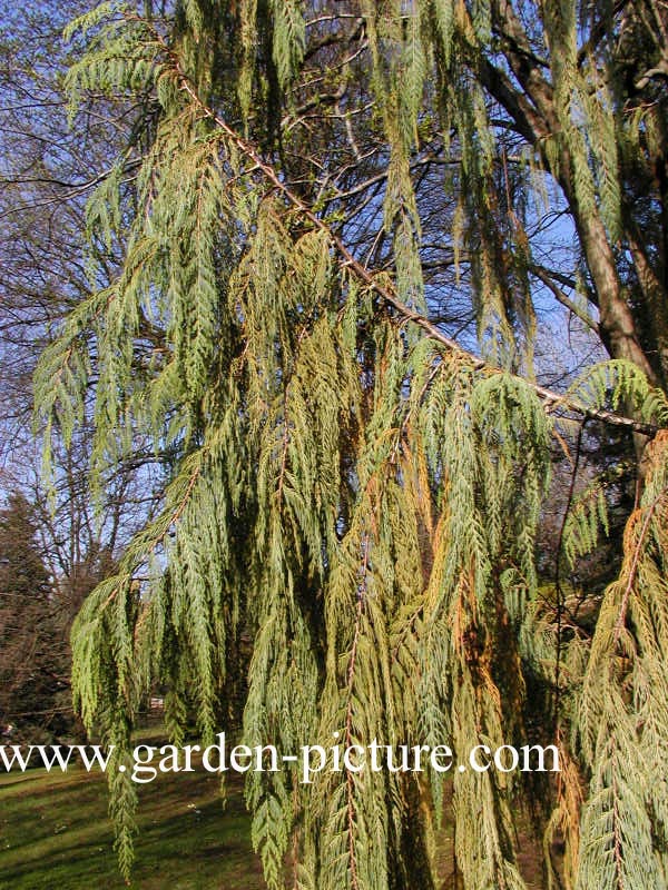 Cupressus cashmiriana
