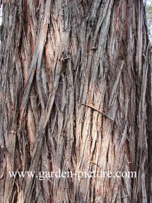 Cupressus cashmiriana
