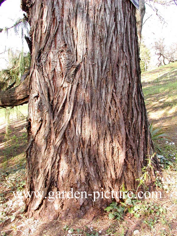 Cupressus cashmiriana