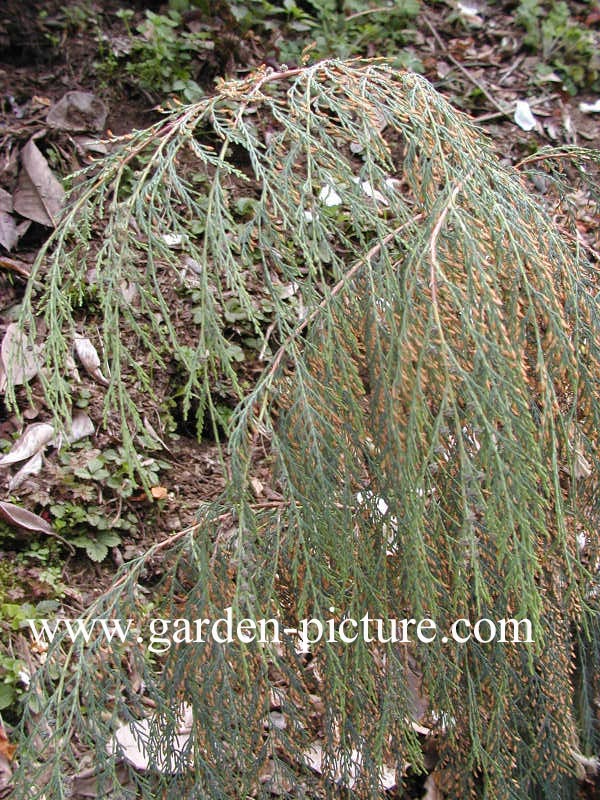 Cupressus cashmiriana