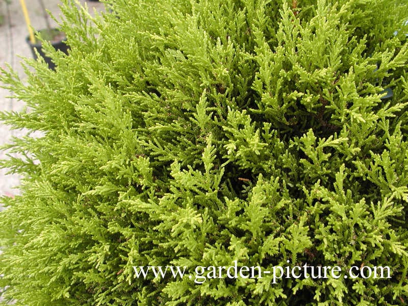 Cupressus macrocarpa 'Goldcrest'