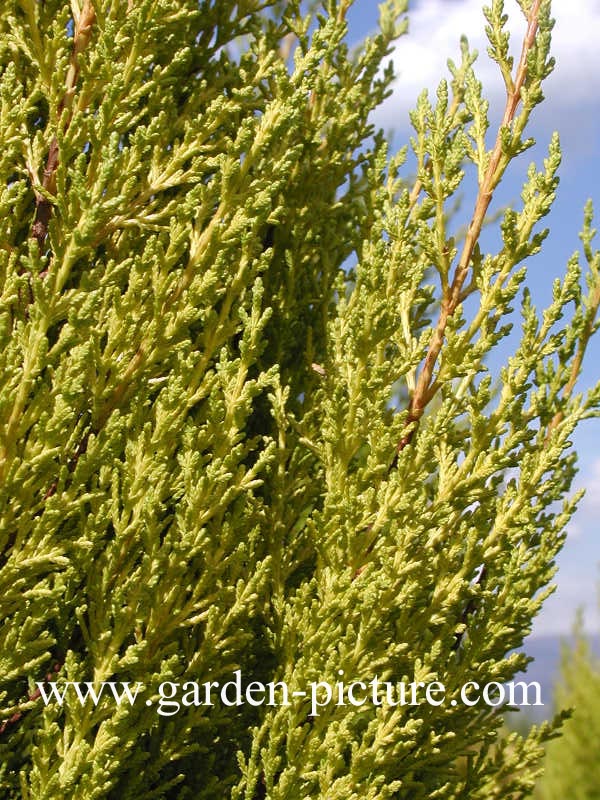 Cupressus macrocarpa 'Goldcrest'