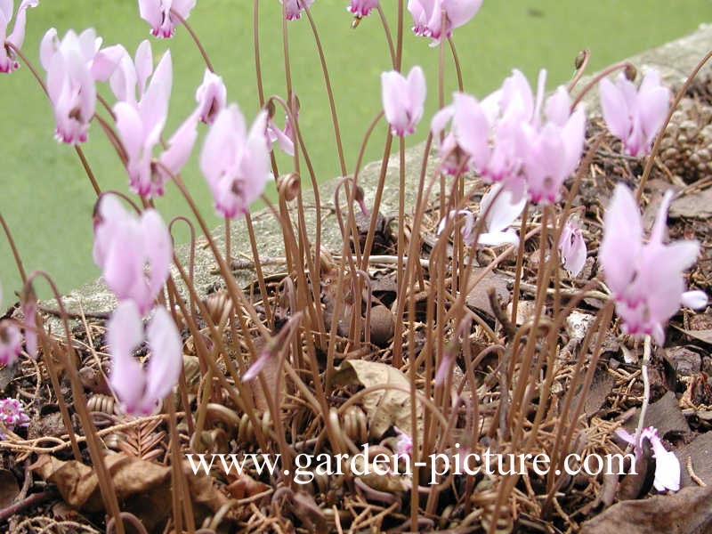 Cyclamen hederifolium