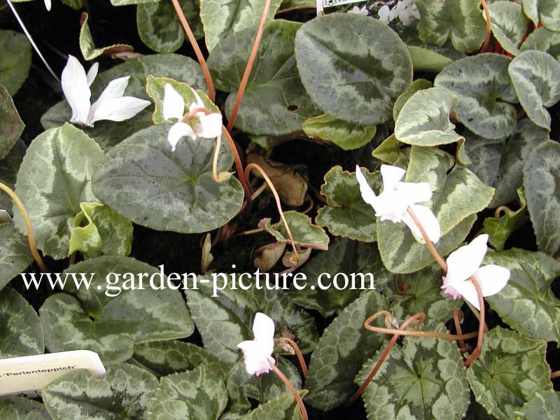 Cyclamen hederifolium 'Album'