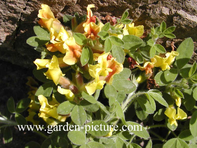 Abbildung und Beschreibung von Cytisus nigricans