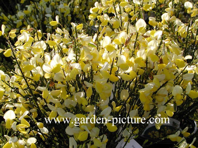 Cytisus 'Dukaat'