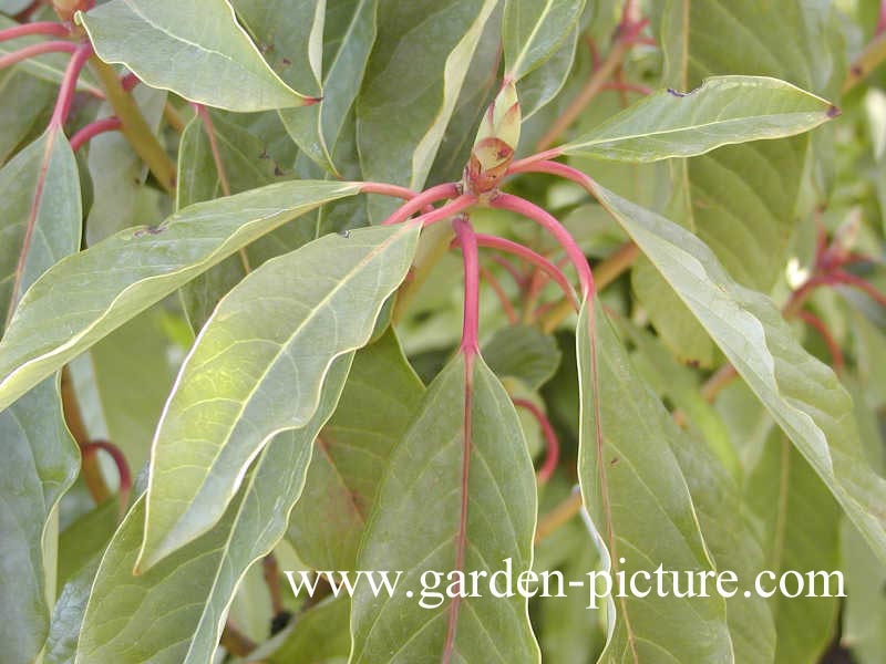 Daphniphyllum macropodum