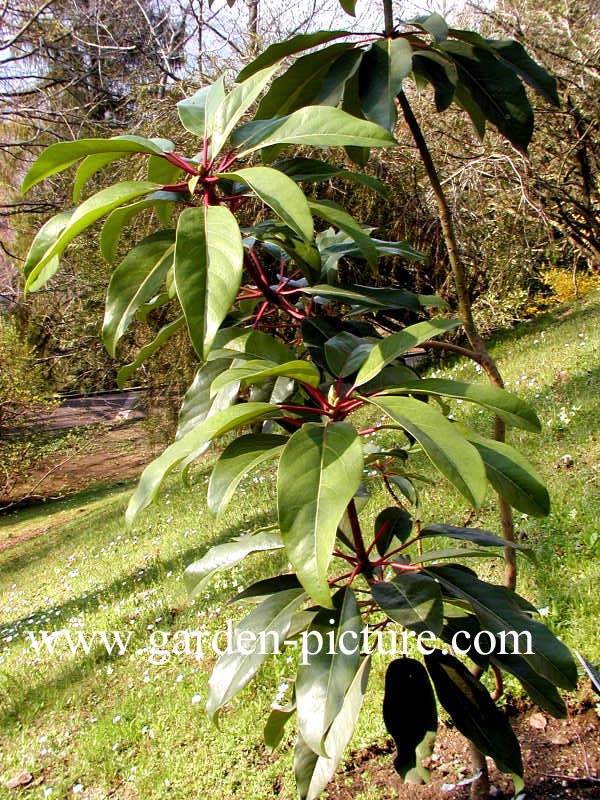 Daphniphyllum macropodum