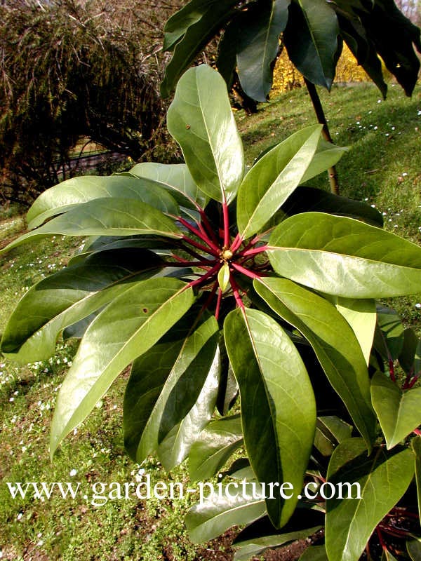 Daphniphyllum macropodum