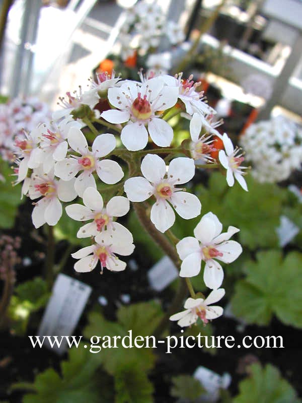 Darmera peltata