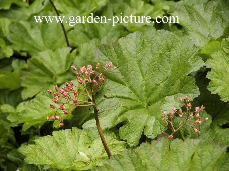 Darmera peltata