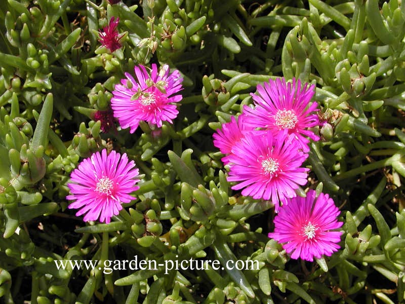 Delosperma cooperi