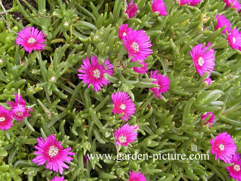 Delosperma cooperi