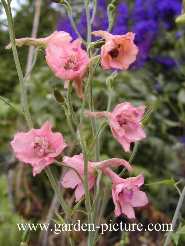 Delphinium ruysii 'Pink Sensation'