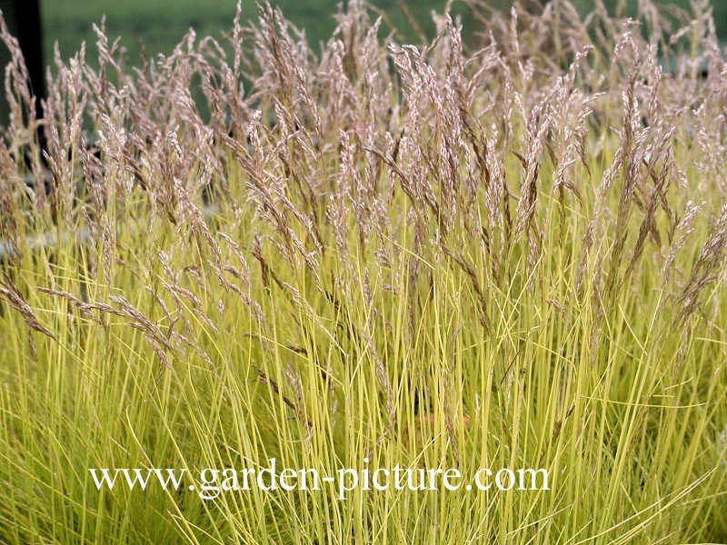 Deschampsia flexuosa 'Tatra Gold'