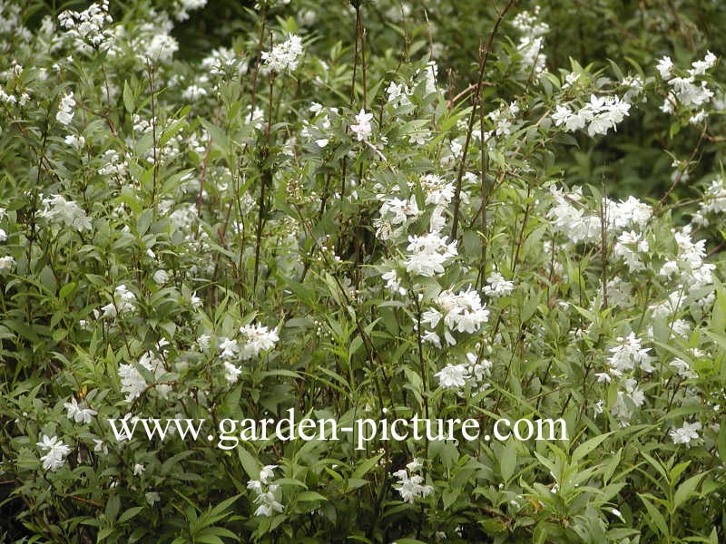 Deutzia gracilis