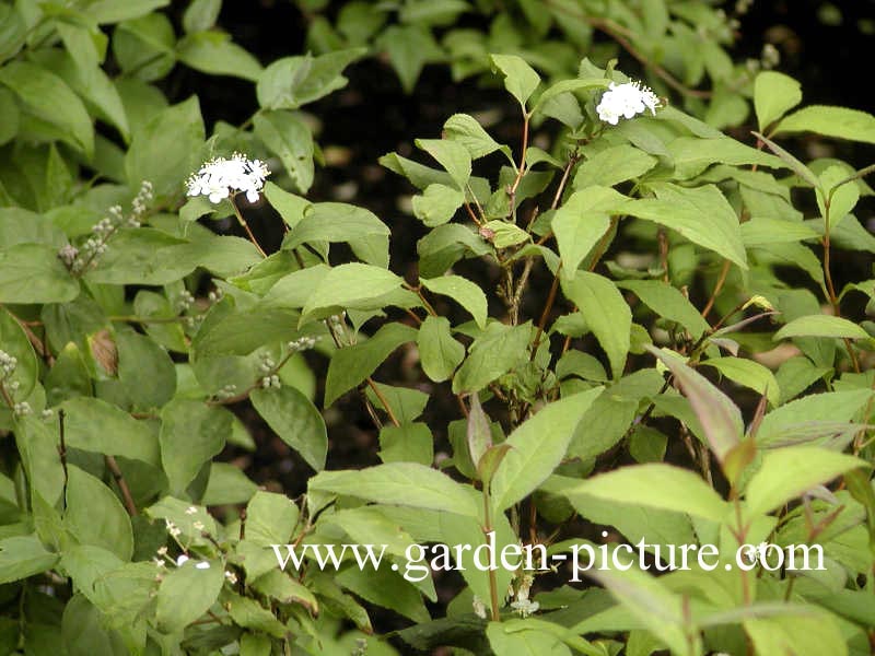 Deutzia parviflora