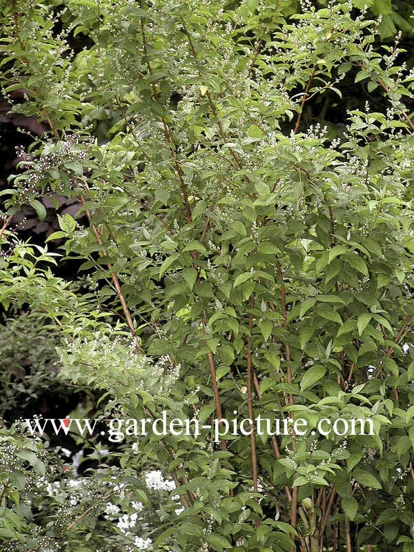 Deutzia scabra 'Candidissima'