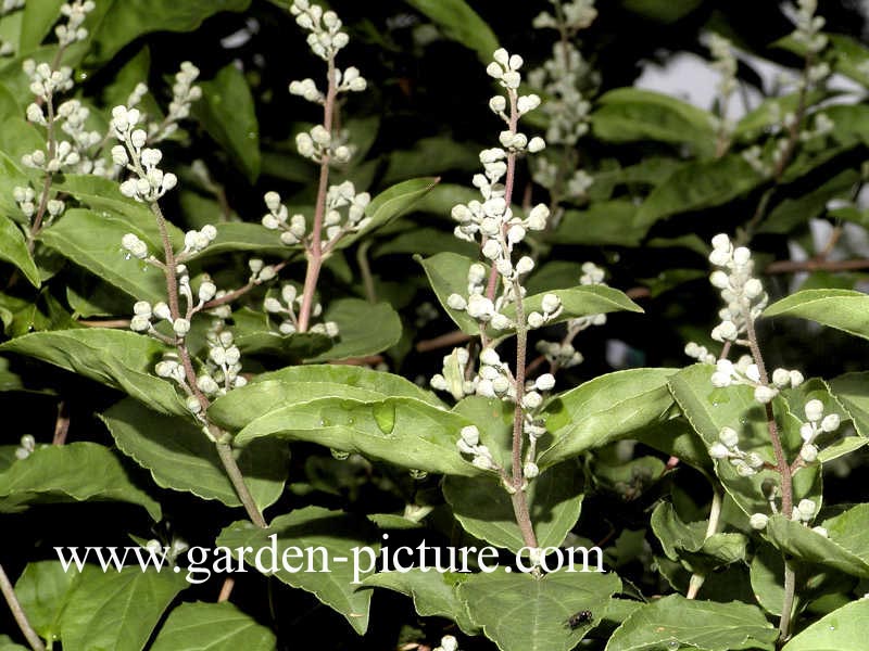 Deutzia crenata 'Pride of Rochester'