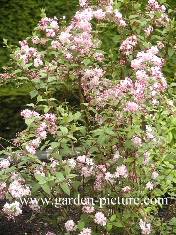 Deutzia elegantissima 'Rosealind'