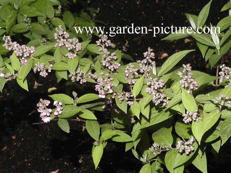 Deutzia 'Rosea Plena'