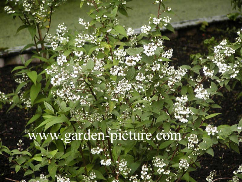 Deutzia magnifica 'Nancy'