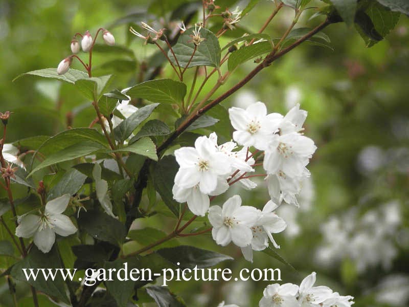 Deutzia rosea 'Campanulata'