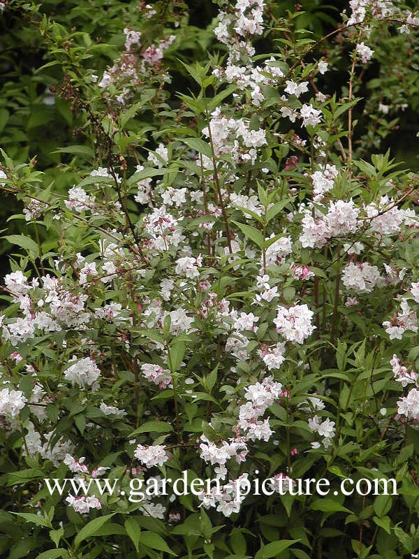 Deutzia rosea 'Campanulata'