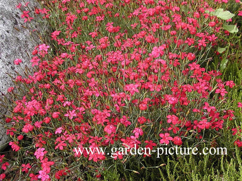 Dianthus deltoides 'Flashing Light'