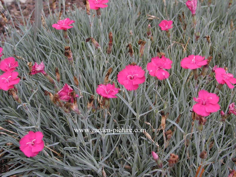 Dianthus gratianopolitanus 'Badenia'