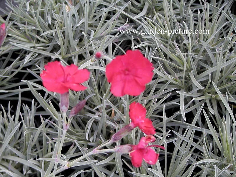 Dianthus gratianopolitanus 'Badenia'