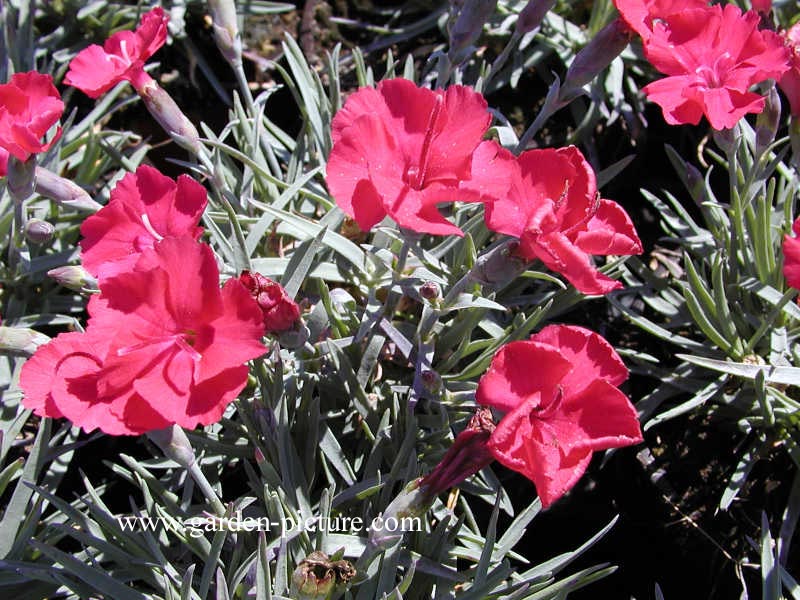 Dianthus gratianopolitanus 'Badenia'