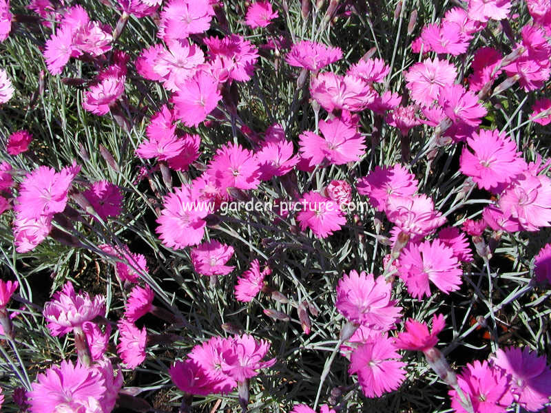 Dianthus gratianopolitanus 'Feuerhexe'